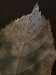 Phyllactinia fraxini