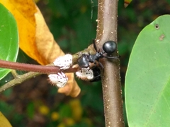 Cephalotes atratus