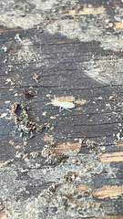 Reticulitermes flavipes