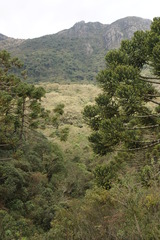 Araucaria angustifolia
