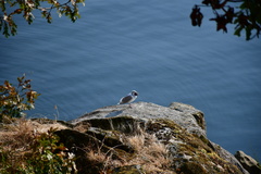 Larus glaucescens