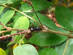 Cephalotes atratus