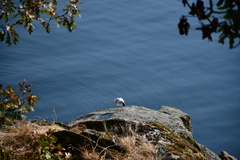 Larus glaucescens