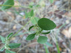 Croton monanthogynus