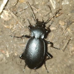 Carabus taedatus