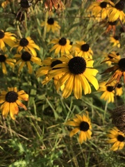 Rudbeckia fulgida