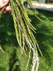 Taxodium distichum