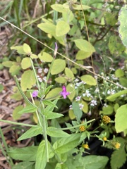 Epilobium parviflorum