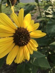 Helianthus annuus