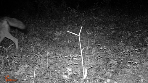 Coyote photographed in Louisiana