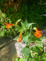 Erythranthe verbenacea