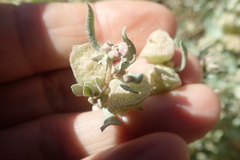 Atriplex lindleyi