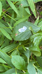 Microstegium vimineum