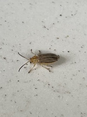 Ophraella communa