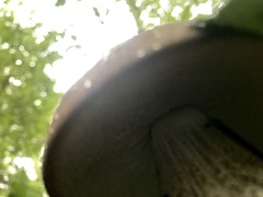 Boletus