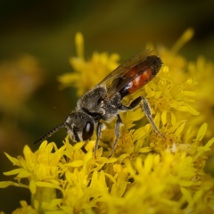 Sphecodes davisii