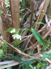 Persicaria sagittata