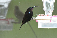 Chalcomitra amethystina