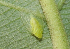 Kallitaxila granulata