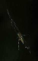 Leucauge decorata