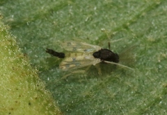 Chironomidae