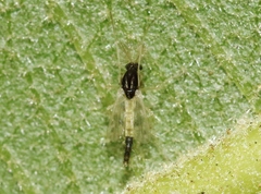 Chironomidae