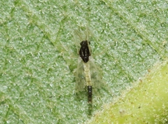 Chironomidae