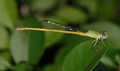 Ceriagrion coromandelianum