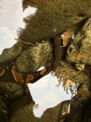 Dicamptodon tenebrosus