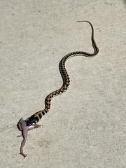 Thamnophis cyrtopsis ocellatus