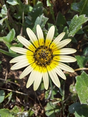 Arctotheca calendula