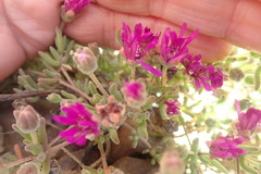 Drosanthemum ambiguum