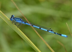 Enallagma doubledayi