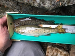 Oncorhynchus clarkii