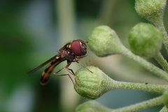 Melanostoma mellinum
