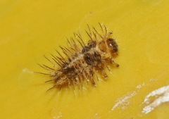 Chilocorus nigritus
