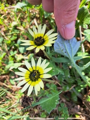 Arctotheca calendula