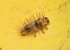 Chilocorus nigritus