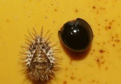 Chilocorus nigritus