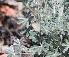 Callophrys