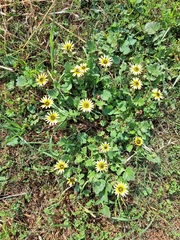 Arctotheca calendula