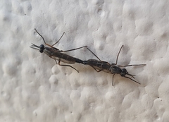 Therevidae