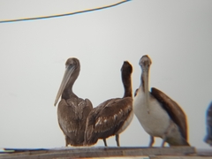Pelecanus thagus