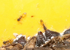 Tapinoma melanocephalum