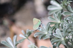 Callophrys