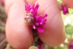 Drosanthemum ambiguum