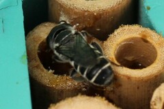 Chelostomoides