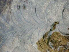 Potamogeton robbinsii