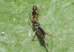 Myrmarachne nigella