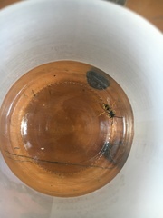 Vespula